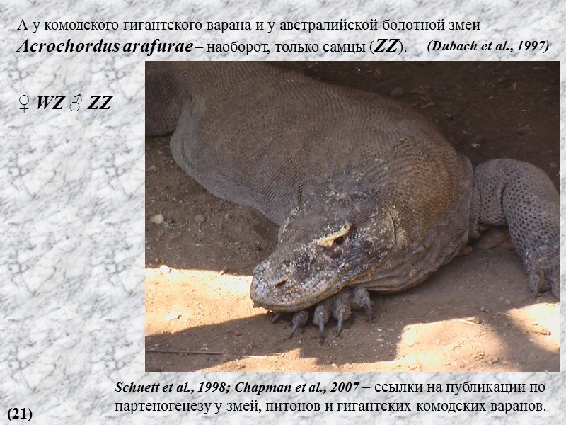 ♀ WZ ♂ ZZ Schuett et al., 1998; Chapman et al., 2007 – ссылки